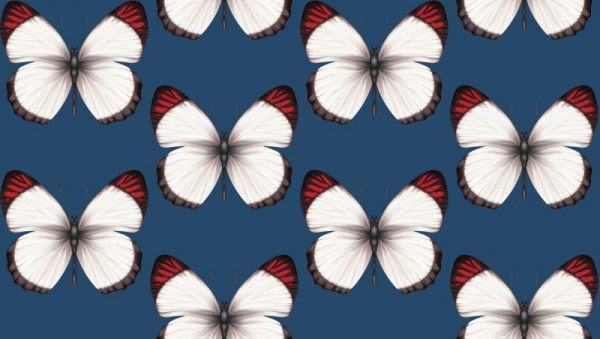 Andrea Rossi Cheradi 54401-8